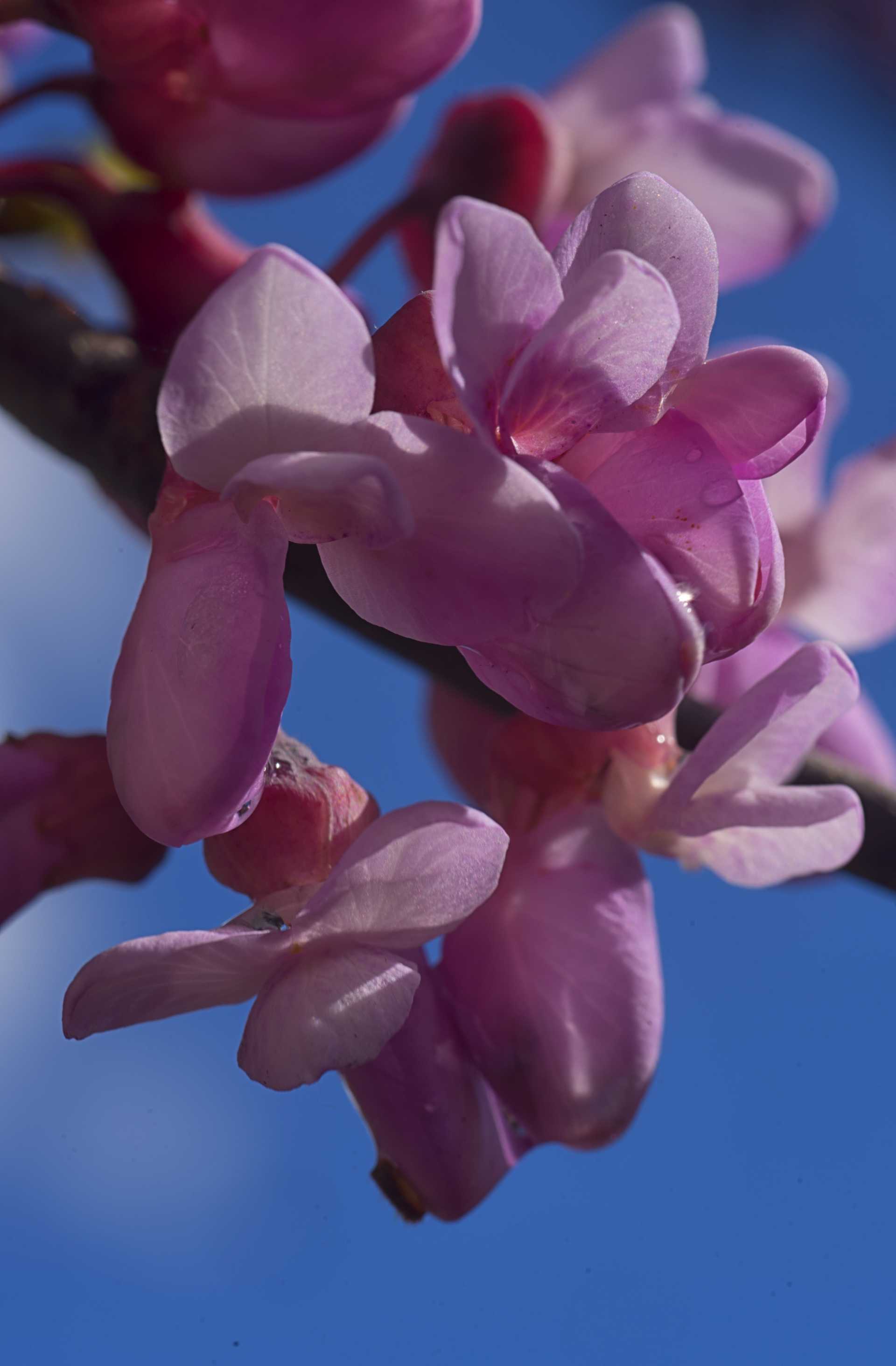 Anche Ostia ha il suo Hanami